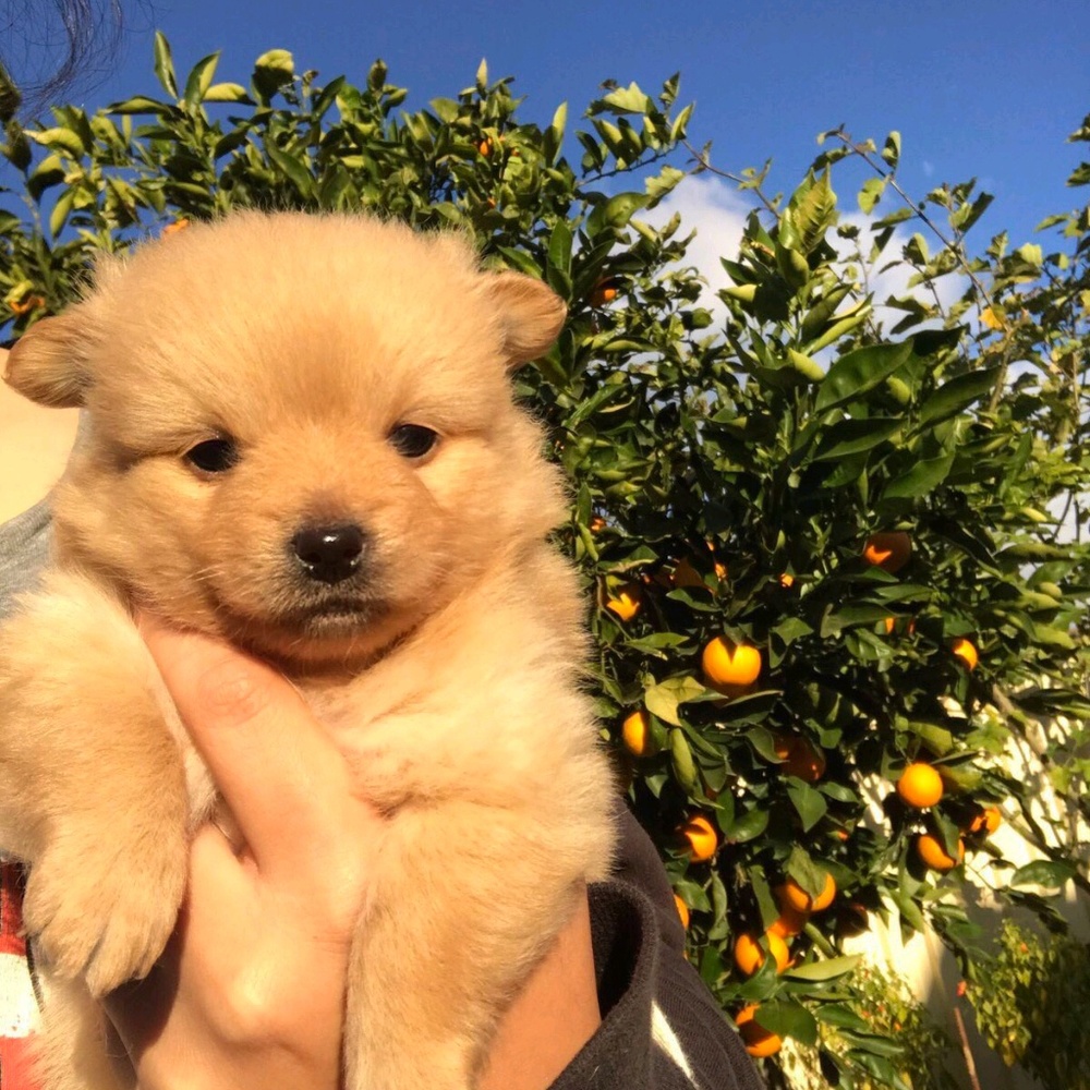 Meet your Posher, Jade